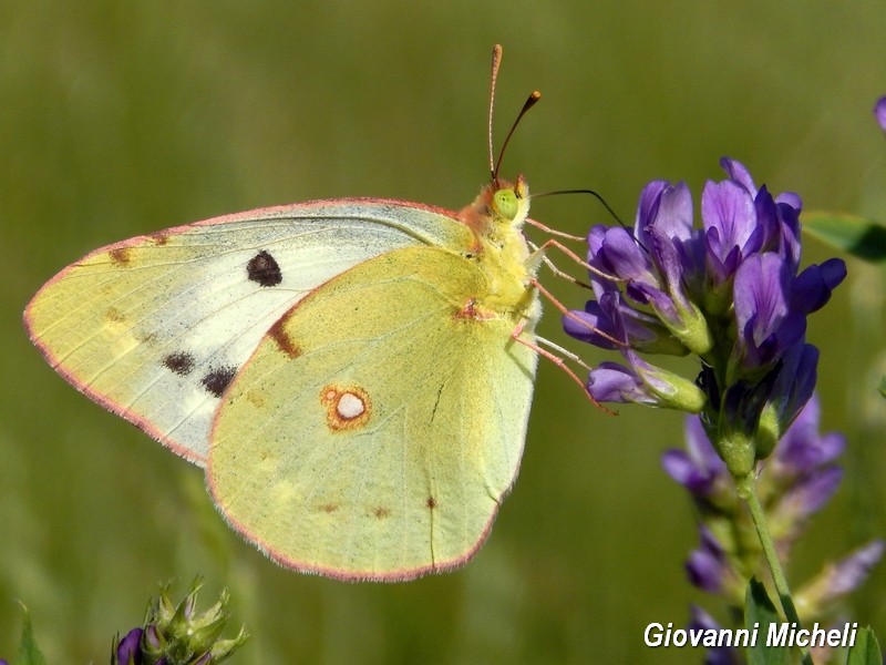 Cfr. Colias alfacariensis e Colias crocea f. helice